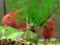 Red Parrot Fish