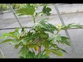 Breadfruit in South Florida