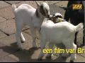 Het melken van een geit