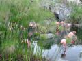 Flamencos -Sonidos Naturales  con Susanalake / Natural  Sounds