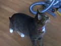 My cat\