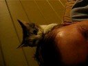 cat grooms man