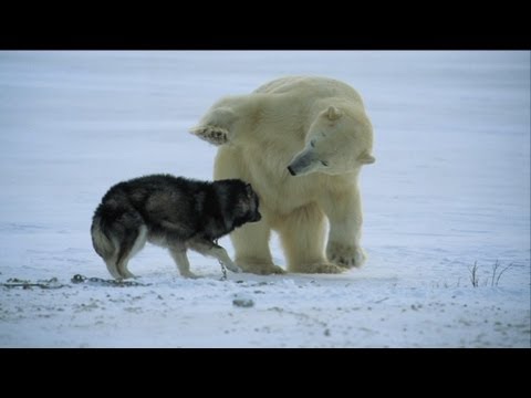 events - http://www.bbc.co.uk/programmes/p012ws7k Some incredible polar bears forge unlikely friendships in Canada's wild north.
