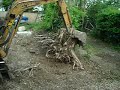 Roots