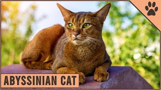 Abyssinian Cat | Everything You Need To Know