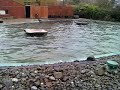 Sealions.3gp