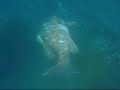Pesca Submarina - Parte 3