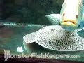 Tiger Stingray and Golden Barramundi Combo