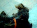Bobby y onix, perritos gays.. jeje aun asi te quiero bobby!! Bobby y onix, perritos gays.. jeje aun asi te quiero bobby!!