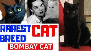 Rarest Cat Breed in The World | Bombay Cat | Tamil |  American Shorthair Cats | Positve Dimensions