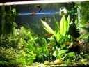 ...evolução do crescimento das plantas....... CBAP 2009  aqui vou eu .....rsrsrsr.....será que tenho alguma chance ??? 