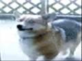 HUNGERY DOGGIES!!!!!!!!!!!!!!!!!!