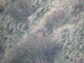 cervo maschio al giovo (1750 m.) durante il bramito non sente arrivare un piccolo dell'anno a si spaventa