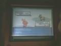 videos de Another Uncatchable Shiny Poochyena O_o
