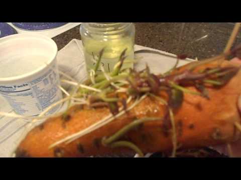 how to transplant potatoes