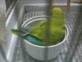 ツルツル～