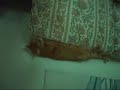 my cat named coconut