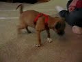 Pug Rat Terrier mix gets funky, this is Emma Pug Rat Terrier mix gets funky, this is Emma