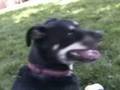 videos de Kobi