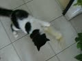 Furet contre chat