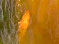 caught big fish at castaic- carp caught big fish at castaic- carp