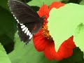 The Butterfly The Butterfly