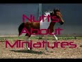 Miniature Driving Horses for Sale