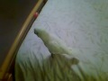 My goffins cockatoo Timmy having fun My goffins cockatoo Timmy having fun