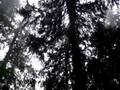 videos de mount seymour hike 10