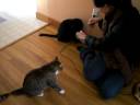 say no to cats on catnip.MOV