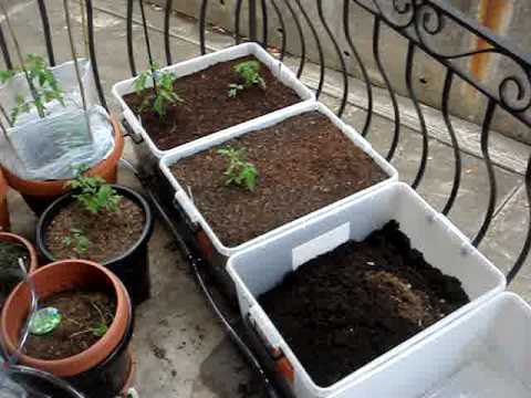 how to grow vegetables in a small garden
