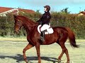 Babalou - entrainement dressage au tournebride - centre équestre de Pollionnay