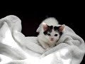 kitty meow