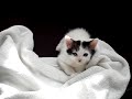 kitty meow