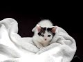 kitty meow