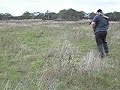 Graystalkers weimaraner  Caledonia ( bree ) quail retrive training
