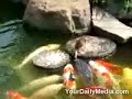 Solidariedade no mundo animal:O patinho alimenta os peixes no lago.++++++++++++++++ SOLIDARITY in the animal world: a duckling feeding the fish in the lake.+ SOLIDARIDAD en el mundo animal: un anadón que alimenta los pescados en el lago.+ SOLIDARITÉ dans le monde animal : un caneton alimentant les poissons dans le lac.+ SOLIDARITÄT in der Tierwelt: ein Entlein, das die Fische im See einzieht.+ ???????????? ? ???????? ????: ?????? ??????? ???? ? ?????.+ SOLIDARIETÀ nel mondo animale: un anatroccolo che alimenta i pesci nel lago.+ SOLIDARITEIT in de dierenwereld: een eendje dat de vissen in het meer voedt.+ ?????????? ??? ????? ?????: ???? ??????? ??? ?????? ?? ????? ??? ?????.===============A domesticação de animais ou plantas é um processo utilizado desde a pré-história. Consiste na seleção e adaptação de certos seres vivos, considerados úteis para suprir necessidades humanas, para a vida em associação íntima com os seres humanos e com outras espécies. Ao longo de milhares de anos, esse processo acarretou modificações em várias características originais dos seres vivos domesticados, chegando em muitos casos ao desenvolvimento de dezenas de raças, como os cães e gatos.Outros exemplos de animais domésticos são o cavalo, vaca, porco, cabra, coelho, ovelha e várias aves como a galinha. Muitos deles são utilizados na pecuária. As plantas domésticas são inúmeras e vão desde as utilizadas em residências até às cultivadas na agricultura.A domesticação acompanha a História da civilização, sendo benéfica para o desenvolvimento da mesma, porém é extremamente prejudicial à natureza e à ecologia, já que, em contraste com a seleção natural, a domesticação provoca uma seleção artificial de alguns seres vivos em detrimento de outros que o ser humano procura eliminar por considerar hostis à sua sobrevivência. A domesticação, desse modo é um fator de redução da biodiversidade. Um exemplo no Brasil é o abate de onças que se alimentam de gado. A agricultura acarreta a devastação de florestas naturais e em seu lugar são instaladas monoculturas. O habitat e os alimentos de animais selvagens são dessa forma destruídos.A domesticação acaba sendo ao mesmo tempo benéfica e maléfica ao ser humano, pois este também sofre as conseqüências de problemas ambientais gerados pela domesticação em grande escala.fonte: http://pt.wikipedia.org/wiki/Domestic...=====================The creation of animals or plants is a process used since daily pay-history. It consists of the election and adaptation of certain beings livings creature, considered useful to supply necessities human beings, for the life in close association with the human beings and other species. Throughout thousand of years, this process caused modifications some original characteristics of the beings domesticated livings creature, arriving in many cases at the development of sets of ten of races, as the dogs and cats. Other examples of domestic animals are the horse, cow, pig, goat, rabbit, sheep and some birds as the hen. Many of them are used in the cattle one. The domestic plants are innumerable and go since the used ones in residences until the cultivated ones in agriculture. The creation of animals folloies the History of the civilization, being beneficial for the development of the same one, however it is extremely harmful to the nature and the ecology, since, in contrast with the natural election, the domesticação provokes an artificial election of some beings livings creature in detriment of that the human being search to eliminate for considering hostile to its survival. The creation of animals, in this manner is a factor of reduction of biodiversity. An example in Brazil abates is it of ounces that if they feed of cattle. Agriculture causes the destruction of natural forests and in its place cultivations are installed. The habitat and the foods of destroyed wild beasts are of this form. The creation of animals finishes being at the same time beneficial and maleficent to the human being, therefore this also suffers the consequences of ambient problems generated by the large-scale creation of animals.