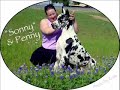 In Loving Memory...our Great Dane, Amazona Missoni  Nasal Cancer Cancers