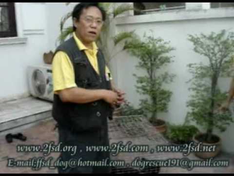 how to cure pyometra in dogs