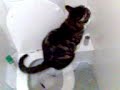 Chat bien eduqué Chat bien eduqué