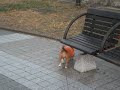 ビーグル犬りこのお散歩
