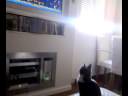 gato viendo la tele