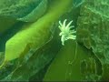 Titlow Dive on Sunday
