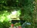 videos de Bogda rocky