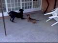Doberman vs salchicha