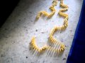 Dominoes...using Sahibba..haha. (2)