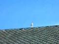Seagull