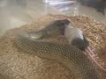 Aspidelaps lubricus infuscatus feeding Aspidelaps lubricus infuscatus feeding
