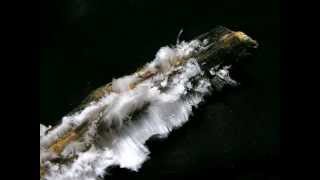 Timelapse video of growing hair ice