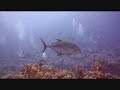 2007 Tubbataha Philippines 1of3